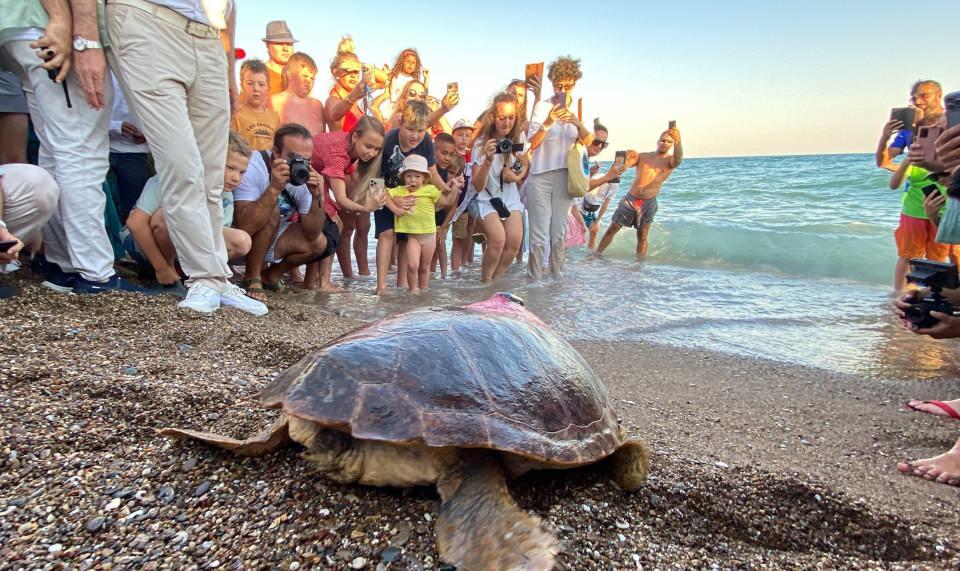 <div>Daha sonra DEKAMER’e bırakıldı. Plastik yediği için sindirim sistemi zarar görmüştü. 1,5 yıl kendi başına beslenemedi, denize dalamadı. 20 Temmuz tarihinde otelimizin sahilinden mavi sularla buluştu. Şu anda Kıbrıs açıklarında. Yaklaşık olarak 600 kilometre yüzdü. 50 günde 29 bin kişi tarafından görüntülendi” dedi.</div>

<div> </div>

<div> </div>
