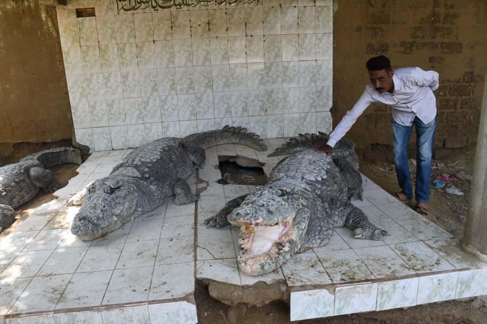 <p>Bakıcı Khalifa Sajjad Baloch timsahlar ile düzenli olarak ilgileniyor.</p>
