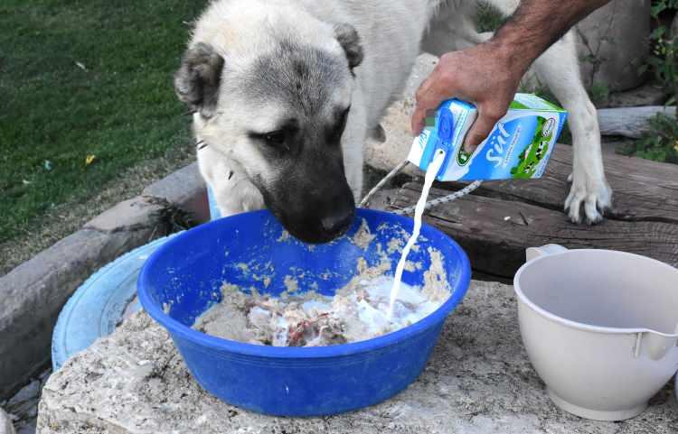 <p>Sivas Doğal Irk Kangal Köpeği Sevenler ve Koruyanlar Derneği Başkanı Orhan Yalçınkaya, kış mevsiminin yaklaşmasıyla Kangal köpeklerinin beslenmelerine özen gösterilmesi gerektiğini belirterek, "Sonbaharda Kangal köpekleri, genelde tahılla sütü karıştırarak besliyoruz. Kışa hazırlık dönemlerinde Kangal köpekleri, kesinlikle ekstra özel gıdalarla beslenmelidir. Bu, iklim şartlarının zor olduğu Sivas gibi yerlerde kışı rahat geçirebilmeleri için önemlidir" dedi.</p>
