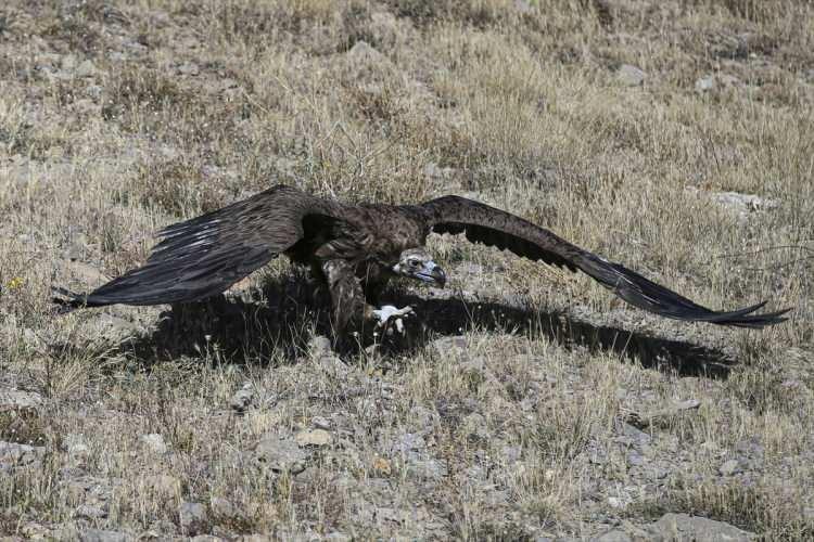 <p>Şenel, yardıma muhtaç bir yaban hayvanı görüldüğünde 112 hattı aranarak bildirimde bulunulabileceğini sözlerine ekledi.</p>
<p> </p>