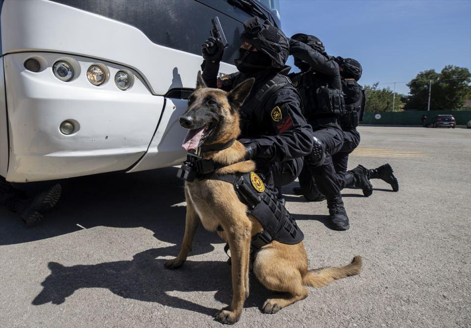 <p>Eğitmenlerinden aldıkları komutları hızlı şekilde uygulayan köpekler, farklı operasyon senaryolarına göre eğitimden geçiriliyor.</p>
<p> </p>