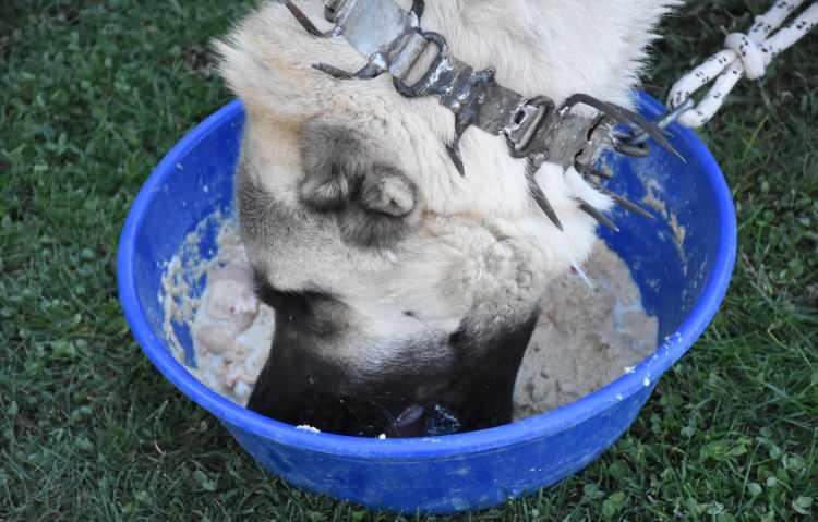 <p><strong>'YAĞ TABAKASI OLUŞAN KÖPEKLER DAHA AZ ÜŞÜYOR' </strong></p>

<p>Kangal köpeklerinin yaz mevsiminde, sıcağın etkisiyle çok fazla besin tüketemediklerini söyleyen Yalçınkaya, "Isı 15 derecenin altına düştükten sonra daha çok iştahları artar ve çok yemek yemeye başlarlar. </p>
