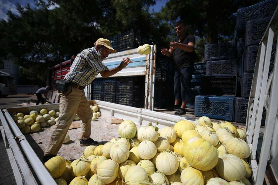 <p><strong>- "Kavunumuzun tadını alan başka kavun yiyemez"</strong></p>

<p>Üreticilerden Mehmet Öztaş da kavunlarının yıllardan beri meşhur olduğunu ifade etti.</p>

<p>Öztaş, 15 yıldan bu yana beyaz kavun yetiştirdiklerini belirterek, "Kavunumuz, yöremizde, meşhurdur, tatlıdır, güzeldir. Kavunumuz diğerlerine göre hava şartlarına biraz daha tahammüllü. Sıcağa karşı dayanıklıdır, yanma pek olmaz." diye konuştu.</p>

<p>Üreticilerden Mehmet Özgen de kavun tohumlarını da kendilerinin elde ettiğini anlattı.</p>

<p>Kavunları ektikten sonra zaman zaman bazı bakımlardan geçtiğini söyleyen Özgen, "Süreç zor, aynı bir çocuk gibi bakım istiyor. Hasat zamanı işin en kolay zamanı. Hasadımızın da bir hafta sonra sonuna geliriz. Bizim kavunumuzun tadını alan başka kavun yiyemez. Hibrit tohumlara benzemez. Doğal ve sağlıklı olan bizim kavunumuzdur onu tercih etsinler, memnun kalırlar." ifadelerini kullandı.</p>
