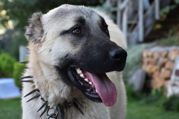 <p>Sivas Doğal Irk Kangal Köpeği Sevenler ve Koruyanlar Derneği Başkanı ve köpek uzmanı Orhan Yalçınkaya, kış mevsiminin yaklaşması ile köpeklerin beslenmelerine özen gösterilmesi gerektiğini söyledi. </p>

<p> </p>
