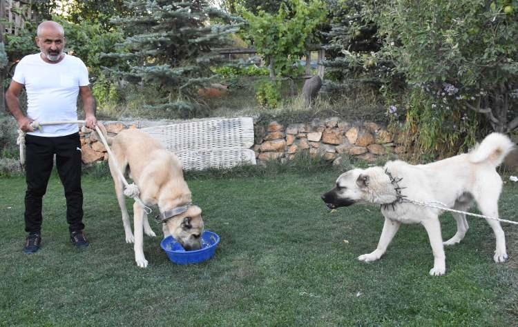 <p>Yalçınkaya, soğuğa karşı dayanıklı olmaları için köpeklerin sonbahardan itibaren süt ve tahıl karışımıyla beslenmelerini önerdi. Bu sayede hayvanların, kışın sıfırın altında 40-45 derece olan hava sıcaklığına dayanıklı hale geldiğini belirten Yalçınkaya, "Kangal köpeklerinin yaz ve kış, iki ayrı postları vardır ve bu postlara bürünür. </p>
