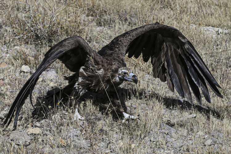 <p>Kızılcahamam Belediye Başkanı Acar ise böyle bir organizasyona ev sahipliği yapmaktan duydukları memnuniyeti dile getirerek, emeği geçenlere teşekkür etti.</p>
<p></p>
