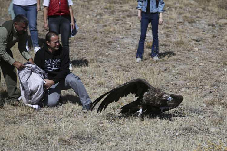<p>Yarsan, "Doğaya saldığımız kara akbaba da zirai mücadele ilaçlarıyla zehirlendi. Bize geldiğinde son derece güçsüz, bitkin, halsiz bir şekildeydi. İki aylık bir tedavi sürecini bizde geçirdi." diye konuştu.</p>
<p> </p>