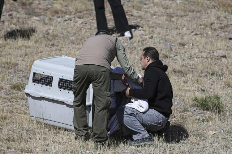 <p>Bir metreyi aşan boyu, üç metrelik kanat açıklığı, 14 kilograma varan ağırlığa sahip olan ve Avrupa'da yaşayan en büyük yırtıcı kuş olma özelliği taşıyan kara akbaba, iki ay önce Beypazarı'nda Doğa Koruma ve Milli Parklar Genel Müdürlüğü ekiplerince bulundu.</p>
<p> </p>