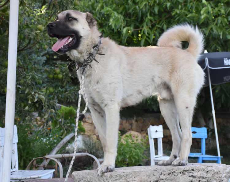 <p>Kangal köpeklerinin postunun altında ekstradan, kışa daha çok dayanması için yağ tabakasının oluşması gerekiyor. O tabaka oluşan köpekler daha az üşüyor, daha çok çalışıyor ve daha çok mutlu oluyor" dedi.</p>
