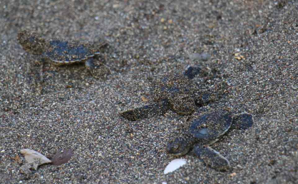 <p>Mersin Üniversitesi (MEÜ) Deniz Kaplumbağaları Uygulama ve Araştırma Merkezi (DEKUYAM), Toroslar Belediyesi ve çok sayıda kurumun desteğiyle Erdemli Alata Bahçe Kültürleri Araştırma Enstitüsü sahilinde tespit edilen 319 deniz kaplumbağası yuvasında sona kalan yavrular için kurtarma çalışması yapıldı. </p>

<p> </p>
