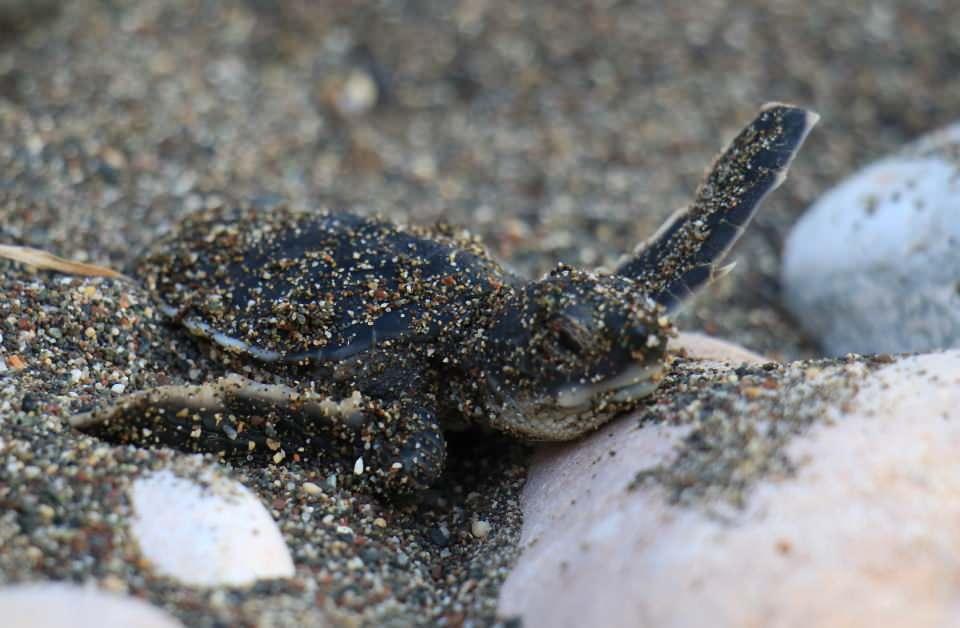 <p>Nesli tehlike altında olduğu için koruma altında bulunan caretta carettaların önemli üreme alanlarından Mersin'de yuvadan çıkmadığı tespit edilen yavrular, alanında uzman akademisyenler tarafından elle yuvalar kazılarak çıkartılıp denizle buluşmaları sağlandı. Mersin genelinde yaklaşık 300 bin yavru kaplumbağanın denizle buluştuğu bildirildi.</p>
