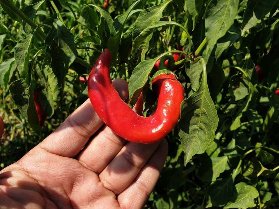 <p>Çekilen biberler, daha sonra tuzlanarak kuruması için güneş gören açık alanlara seriliyor.</p>

<p> </p>
