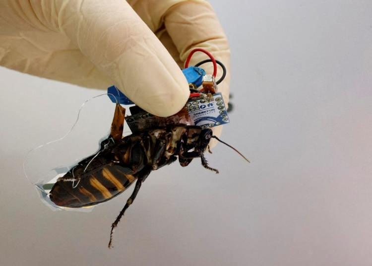 <p>Japon bilim insanları hamamböceğinin sırtına yerleştirdikleri sistemle, böceğin hareketlerini kontrol ediyor.</p>
