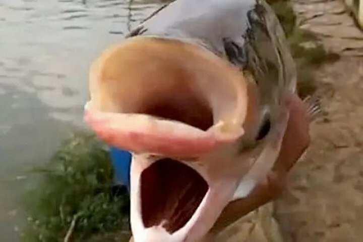 <p>Balığın yaşadığı genetik bozukluğa ve fiziksel deformasyona göldeki kirlenmenin neden olduğu ileri sürüldü..</p>

<p> </p>
