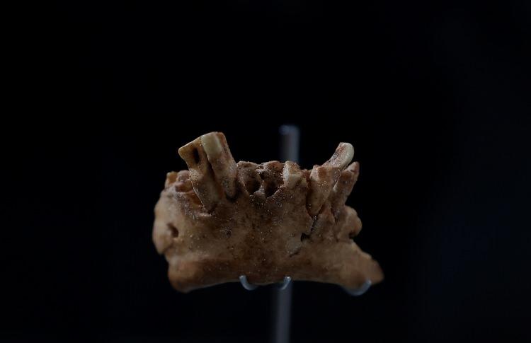 <p>Avrupa'da tarih öncesi yaşayan insanlar açısından en zengin arkeolojik alanlardan birine sahip Atapuerca’da insan tarihini aydınlatmaya yönelik son yıllarda atılan “dev adımlar” dünya çapında ilgi çekerken, bilim insanları bulunan yeni yüz parçalarını görmek için yarışıyor.</p>