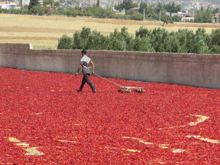 <p>"Toprağın kokusu ve üretim hissi bana her zaman haz veriyordu. 25 yıl serbest avukatlık yaptım İslahiye'de. Onurla, haysiyetle, şerefle ekmeğimizi kazandık. </p>