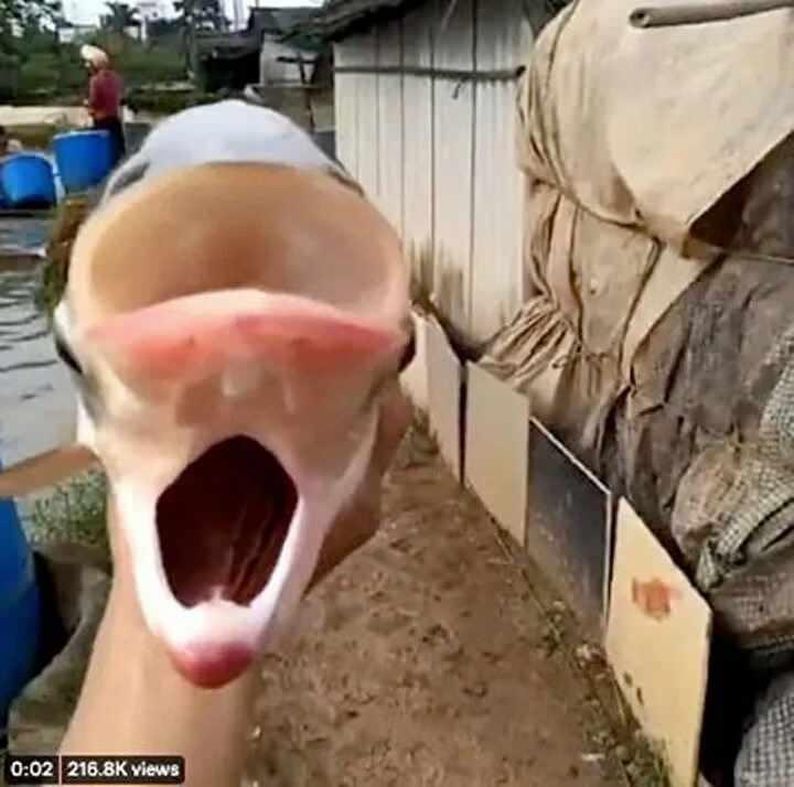 <p>İki ağzı ve dört gözü olduğu için "Çernobil balığı" olarak adlandırılan sazan , gölden çıkarıldıktan sonra viral oldu.</p>

<p> </p>
