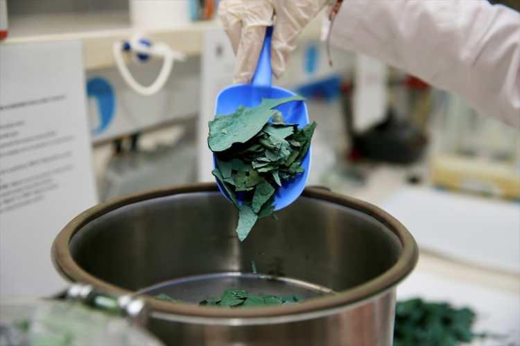 <p>Sakarya Üniversitesi (SAÜ) bünyesinde yetiştirilen, NASA bilim insanları tarafından astronotların sağlıklı beslenmesi için kullanılan ve "süper besin" olarak adlandırılan spirulina, bir firma aracılığıyla yurt içi ve yurt dışı pazarına gönderiliyor.</p>
