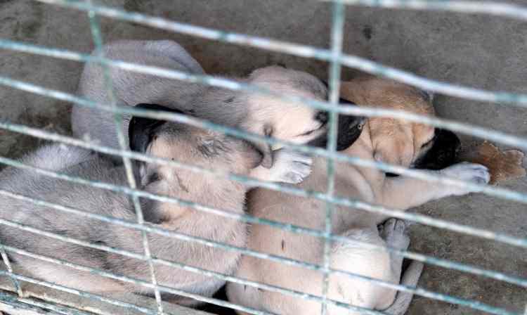 <p>Büyük köpekleri daha çok seviyoruz, daha da ilgi çekiyor. Profesyonel olarak 4 yıldır uğraşıyoruz. Her ilden gelen köpeklerimiz var. Nevşehir’den, Kırıkkale’den, Sivas’tan, Kayseri’den, Ankara’dan, Balıkesir’den gelen köpeklerimiz var” dedi.</p>