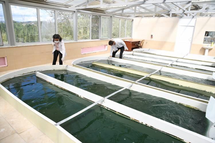 <p>Laboratuvar ortamında yaklaşık 5 yıldır alg kültür yetiştiriciliği üzerinde çalışma yürüten akademisyen ve öğrenciler, mayıs ayında spirulina üretimine başladı.</p>

