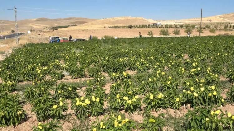 <p>Çakmak, kalan ürün için de tarlasını yine vatandaşa açtı, marketlerin yarı fiyatına satışa başladı. Tarlaya gelen vatandaşlar, kendi bahçesinden topluyormuş gibi istediği kadar taze sebzeyi dalından kopararak satın alıyor. </p>
