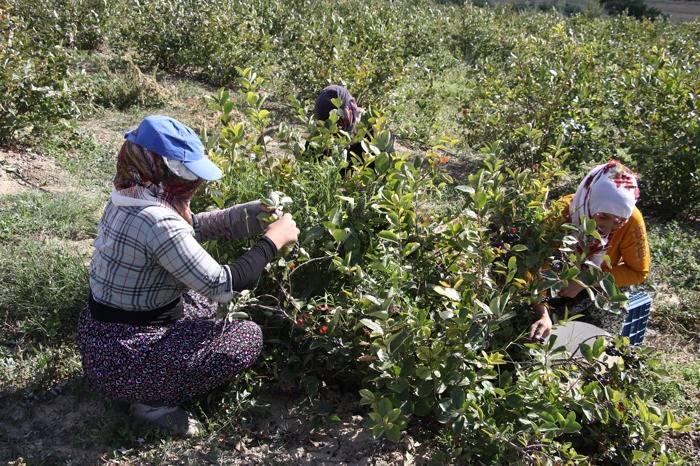 <p>Sabah bahçelere gelen kadınlar dallarından özenle topladıkları aronyayı kasalara dolduruyor. Toplanan meyveler özellikle öğle saatlerinde sıcağa maruz kalmaması için daha serin olan gölge alanlara taşınıyor ve satışa hazır hale getiriliyor.</p>

<div> </div>

