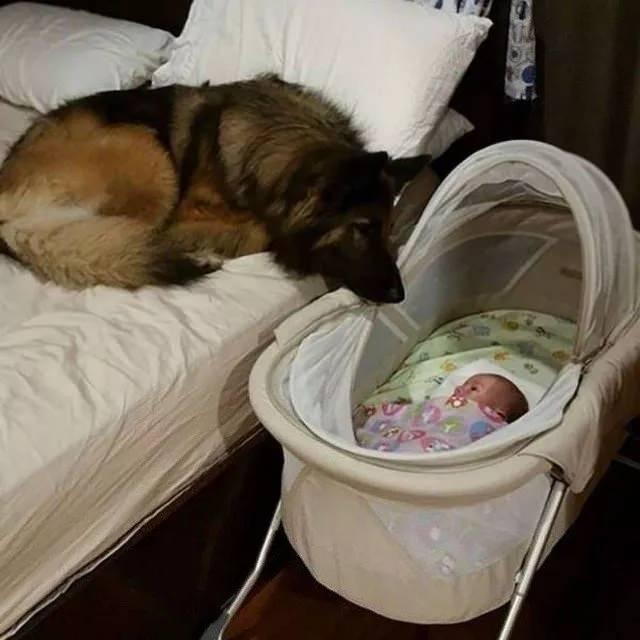 <p>Köpeğin, insanoğluna sevgisi.</p>

<p> </p>
