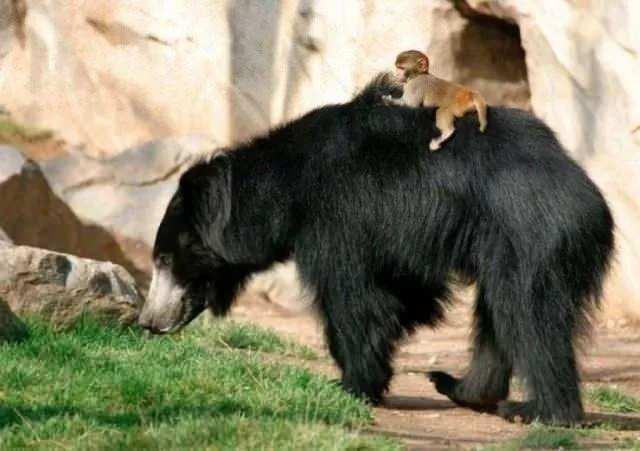 <p>İnanması zor ama bir ayının sırtında bulunan yavru maymun.</p>

<p> </p>
