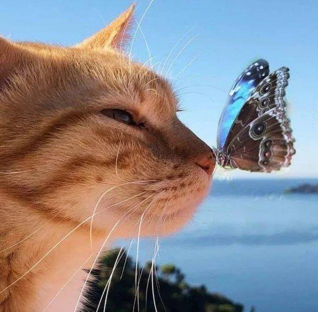 <p>Sevimli bir kedinin burun ucuna konmuş bir kelebek.</p>

<p> </p>
