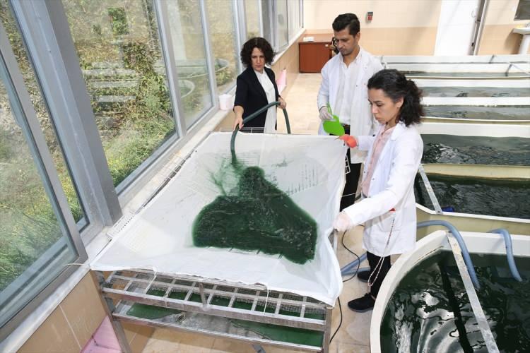 <p>Mevcut ortam ve şartlarda aylık toz halinde ortalama 10 kilogram ürün elde edilen spirulinanın üretiminin yaygınlaştırılması hedefleniyor.</p>
