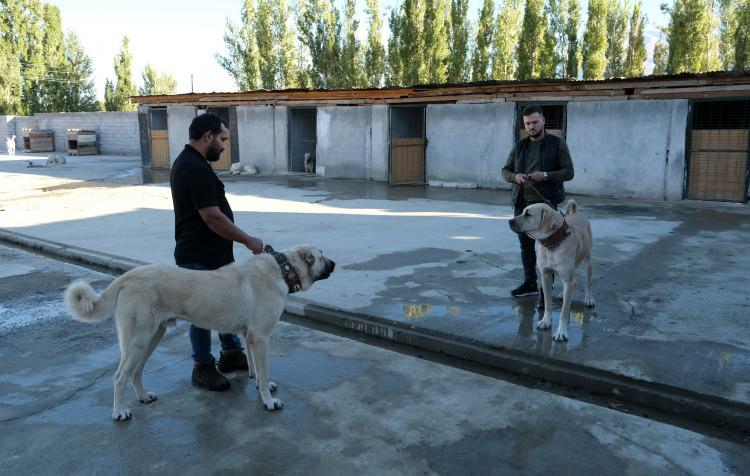 <p> İyi soyların ortaya çıkması için uğraşıyoruz. Her gün hayvanların yemeklerini pişiriyoruz. Çiğ et vermiyoruz. Bakımlarını düzenli bir şekilde veteriner hekim kontrolünde yapıyoruz. Talep çok görüyoruz. Özellikle pandemiden sonra hayvanlara talep çok arttı. </p>