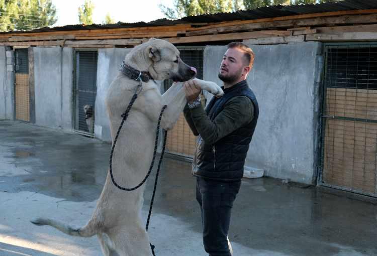 <p>Köpek çiftliğini öğrencileri ile birlikte gezmeye gelen Tercan İmam Hatip Ortaokulu Müdürü Emrah Dağ ise çocuklara hayvan sevgisini aşılamak için bu çiftliği tercih ettiğini söyleyerek, “Öğrencilerle birlikte Erzincan’da bir dizi gezi yaptık. Çeşitli okullarda hem okulları tanıttık hem de çocuklar eğlensin motive edelim diye. Gezi planımızın içerisinde bugün Pehlivan Kangal Çiftliği’ne uğramak da vardı. </p>