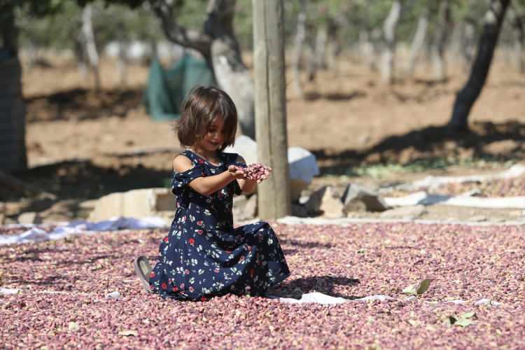 <p>Şanlıurfa'da fıstık yetiştiriciliğinin yakın tarihte başladığını savunan Turgut, "Şanlıurfa'da fıstık ağaç sayısı ve fıstık üretimi fazla olabilir. Fıstık, Antep'te yüzyıllardır yetiştiriliyor." ifadelerini kullandı.</p>
<p> </p>