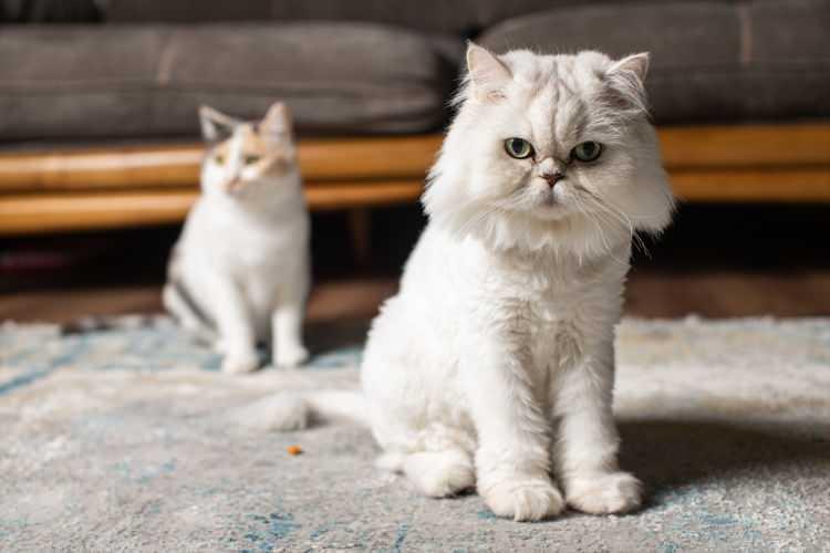 <p>Kediyi veterinere götürdüğünü belirten Seven, uzun bir tedavi sürecinin ardından bütün odak noktasının Çeto adını verdiği kedisi olduğunu ifade etti. Seven, "Biz Çeto’yu iyileştirirken aslında biz de iyileştik. </p>