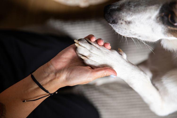 <p>10 kedisi, 5 köpeği ve birer kaplumbağa ile balığının bulunduğunu söyleyen Kişi, hayvan sevgisi nedeniyle bahçeli bir evde yaşadığını, hasta hayvanları sahiplenerek tedavi ettirdiğini anlattı. Marla adını verdiği kedisinin de bunlardan biri olduğunu kaydeden Kişi, FIP hastalığı nedeniyle Marla'nın 96 günlük tedavi gördüğünü söyledi.</p>
<p> </p>