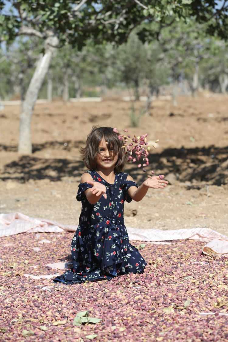 <p><strong>- "Şanlıurfa'nın 'keten köyneği' dünyanın hiçbir yerinde yok"</strong></p>
<p>Şanlıurfa Ticaret Borsası Başkanı Mehmet Kaya, fıstığın kent için önemli bir tarımsal ürün olduğunu ve ana yurdunun Şanlıurfa olduğunu söyledi.</p>
<p>Kentte yetiştirilen fıstığın Türkiye ekonomisine önemli katkısının olduğunu vurgulayan Kaya, şöyle konuştu:</p>
<p>"Antep fıstığı diye isim almış ve öyle gitmiş ülkede fakat işin gerçeğine bakacak olursak Şanlıurfa ilk fıstık ağaçlarının yurdu. Şanlıurfa'da 29 milyon 700 bin fıstık ağacı var. Bu açıdan Türkiye'de ağaç sayısı bakımından birinci sıradayız. 2021 yılında Türkiye'de fıstık üretimi 119 bin tondu, bunun 38 bin 576 tonu yalnız Şanlıurfa'dandı. Türkiye'de en fazla üretimi yapan iliz biz. Bu yıl fıstıkta 'var senesi' olmasına rağmen iklim koşulları nedeniyle Türkiye'nin her yerinde verim düşüklüğü yaşandı ama yine de 100 bin tonun üzerinde üretim yapılacağını tahmin ediyorum."</p>
<p>Kaya, 2022 yılının Ocak-Haziran döneminde 91 ülkeye 111 milyon 456 bin dolarlık fıstık ihracatı yapıldığını hatırlatarak, bu ihracata en büyük katkıyı ise fıstığın en fazla üretimini gerçekleştiren Şanlıurfa çiftçisinin yaptığını ifade etti.</p>
<p> </p>