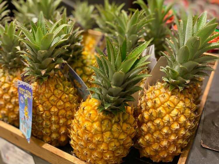 <p><span style="color:#000000"><strong>ANANAS</strong></span></p>

<p><span style="color:#4B0082"><strong>Ananas yedikten sonra başka bir şey yediğinizde tadını alamıyorsanız, dilinizdeki tomurcuklar zarar görmüş demektir. Ancak hemen telaşlanmayın, çünkü bu etki sadece birkaç saat sürer. Bunun sebebi de ananasın içinde bulunan ve proteinlerin çözünmesinde rol oynayan bromelain maddesidir.</strong></span></p>

<p> </p>
