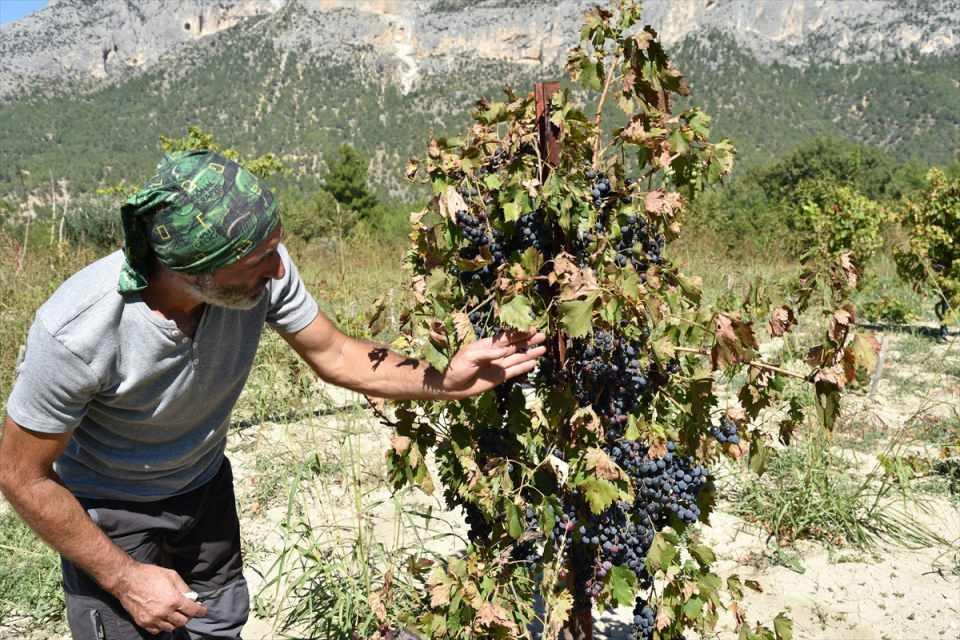 <p><em><strong>Üzüm, ceviz, zeytin üretimi ve arıcılıkla uğraştığını, ihtiyacı olan sebze ve meyveleri yetiştirdiğini anlatan Aksoy, şöyle konuştu:</strong></em></p>

<p>"Burada çok mutluyum. İnsan dört duvar arasında sefer tası gibi apartmanlarda yaşamak için yaratılmış bir canlı değil. </p>
