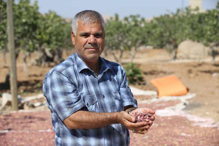 <div> </div>

<div>Kentte en kaliteli fıstık olarak bilinen ve "Urfa keten köyneği fıstığı" olarak tescillenen fıstığın lezzeti ve özellikleriyle ayrıldığına işaret eden Kaya, şunları kaydetti:</div>

<div> </div>

<div>"Şanlıurfa'nın 'keten köyneği' fıstığına kimse Antep fıstığı diyemez, Şanlıurfa'nın 'keten köyneği' dünyanın hiçbir yerinde yok, sadece Şanlıurfa'da üretilen bir fıstıktır. Onun kabuğu daha beyazımsı, daha şeffaf ve daha yumuşaktır. Onun fıstığının lezzetini de ne Antep'te ne de Türkiye'nin hiçbir yerinde bulabilirsiniz. Onun da pazarlamasını biz yaparken 'Şanlıurfa keten köyneği' fıstığı ismini hem Türkiye'ye hem de tüm dünyaya yayacağız."</div>

<div> </div>

<div>Fıstık üreticisi Aziz Demir ise fıstık bahçesindeki ağaçları kendisinin 45 yıl önce elleriyle diktiğini belirterek, yetiştirdiği fıstıkların tadına bakanların elinden bırakamadığını söyledi.</div>

<div> </div>

<div>Fıstığın ana vatanının Şanlıurfa olduğunu savunan Demir, "Bu fıstık Antep değil esasında Şanlıurfa fıstığıdır. Bizim sanayimiz zayıf olduğu için biz Antep'e götürüp oraya satıyoruz, onlar ambalaj yapıp Antep fıstığı diyorlar. Bizim köyde, Tülmen'de, Esemkulu köyünde 500 yıllık ağaçlar var. Kendiliğinden yetişmiş bu ağaçlar, daha sonra büyüklerimiz yetiştirmiş." dedi.</div>
