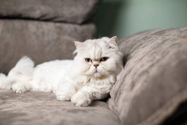 <p><strong>- "Her eve bir pati"</strong></p>
<p>Köpeklerle yaşadığı kavga sırasında yaralanan ilk kedisi Lesnar ile yazlık bahçesinde bulduğu ikinci kedisi Midas'ı tedavi ettirerek sahiplendiğini anlatan Esma Yıldız ise daha önce kedilerden korktuğunu ancak onlarla beraber hayatına inanılmaz güzel bir enerji geldiğini belirtti.</p>
<p> </p>