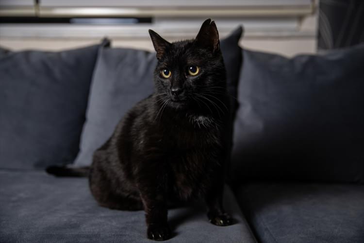 <p><strong>- "Bir varlığı sevmek gerçekten insanı çok iyileştiriyor"</strong></p>
<p>Barınakta yaşayan köpek Pito’yu sahiplenen Dilek Doğan Karaoğlu, insanların hayata bakış açısının hayvanlarla değiştiğini belirtti.</p>
<p> </p>
