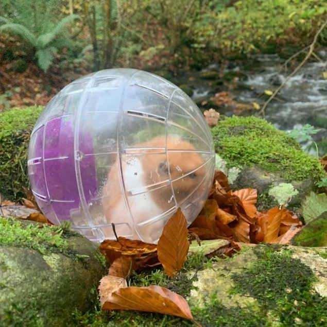 <p>Hamster gezdirmeye çıkarılırsa</p>