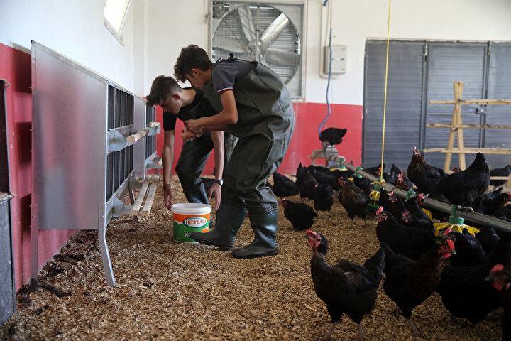 <p>Teorik eğitimden sonra kümeste uygulamalı eğitim</p>

<p>Okul müdürü Şükrü Doğan, okullarında öğrencilere tarımsal ve hayvansal üretim eğitimleri verildiğini söyledi.</p>
