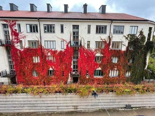 <p>Binayı saran harika çiçekler! Muhteşem manzara...</p>

