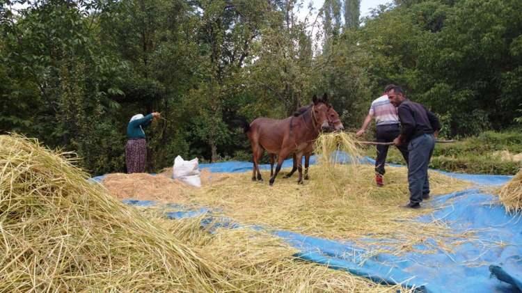 <p>Bitlis’in Hizan ilçesinde yaklaşık 200 yıldır aynı yöntemlerle devam eden pirinç hasadı başladı.<br />
</p>