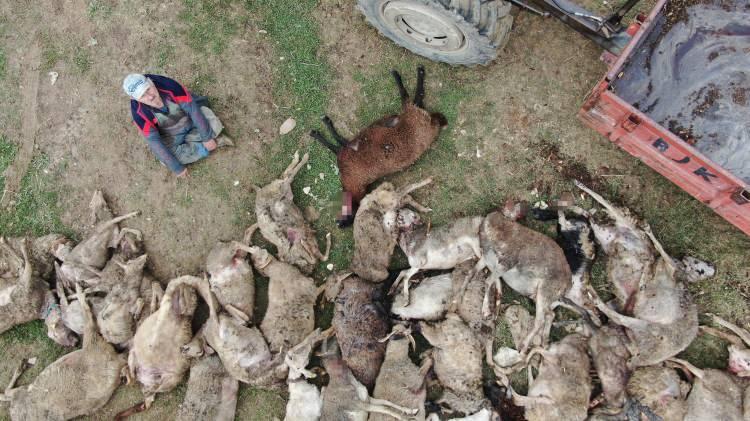<p>Bursa'nın Nilüfer ilçesinde bir çiftlikteki koyun sürüsüne saldıran başıboş köpekler, birçoğu gebe olan 41 koyunu telef etti. 20'ye yakın köpeğin saldırısında sürüyü korumaya çalışırken yaralanan çoban köpeği ise, ölen kuzuların yanından biran olsun ayrılmadı</p>

<p> </p>
