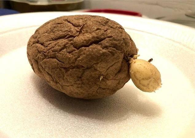 <p>Patates üzerinde bir patates yetişiyor</p>