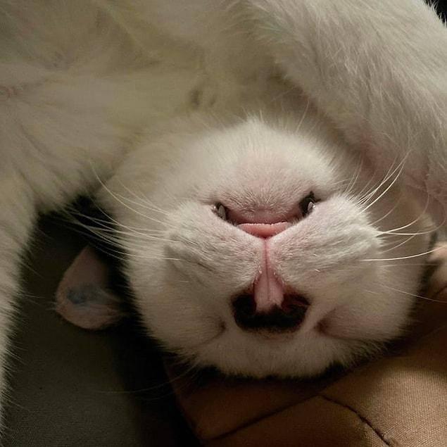 <p>Baş aşağı uyuyan bir kedi sizce neye benziyor?</p>