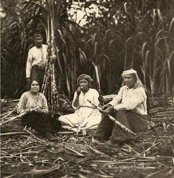 <p><strong>1922  / Şekerkamışı tarlası</strong></p>

<p>Coğrafi sınırları Alanya burnundan başlayıp Suriye'ye kadar uzanan antik bölgedeki bir şekerkamışı tarlasında çalışan işçiler..</p>
