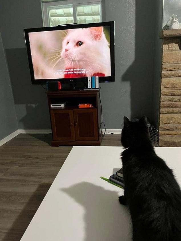 <p>Kedi belgeseli izleyen bir kedi</p>